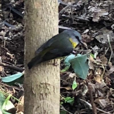 Eopsaltria australis (Eastern Yellow Robin) at Undefined - 16 Sep 2018 by Nivlek