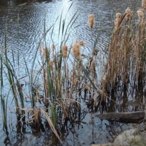 Typha orientalis at Bonython, ACT - 30 Apr 2015 06:15 PM