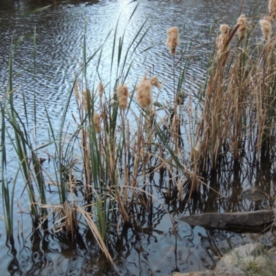 Typha orientalis (Broad-leaved Cumbumgi) at Bonython, ACT - 30 Apr 2015 by MichaelBedingfield