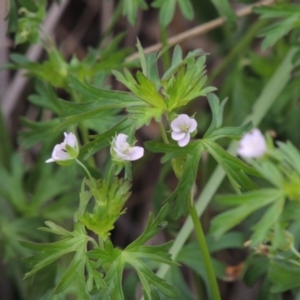 Geranium sp. Pleated sepals (D.E.Albrecht 4707) Vic. Herbarium at Bonython, ACT - 30 Apr 2015