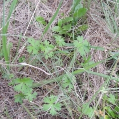 Geranium (genus) (Geranium) at Gordon, ACT - 30 Apr 2015 by MichaelBedingfield
