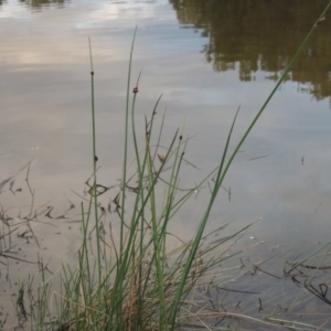 Schoenoplectus pungens at Bonython, ACT - 30 Apr 2015 06:29 PM