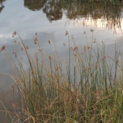Schoenoplectus validus (River Club-rush) at Gordon Pond - 30 Apr 2015 by michaelb