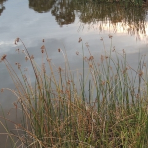 Schoenoplectus tabernaemontani at Gordon, ACT - 30 Apr 2015 06:40 PM