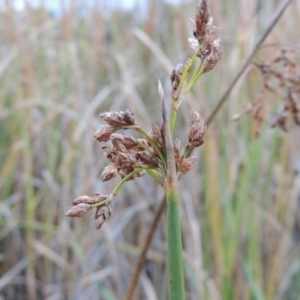 Schoenoplectus tabernaemontani at Gordon, ACT - 30 Apr 2015 06:40 PM