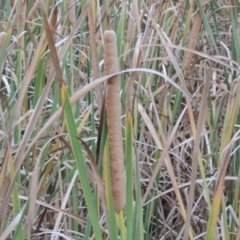 Typha domingensis (Bullrush) at Bonython, ACT - 30 Apr 2015 by MichaelBedingfield