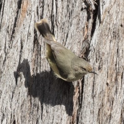 Acanthiza reguloides (Buff-rumped Thornbill) at Bruce Ridge to Gossan Hill - 4 Sep 2018 by AlisonMilton
