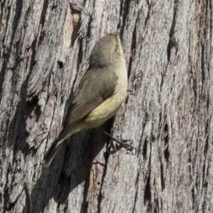 Acanthiza reguloides at Bruce, ACT - 4 Sep 2018