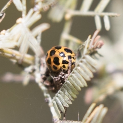Harmonia conformis (Common Spotted Ladybird) at Bruce Ridge to Gossan Hill - 4 Sep 2018 by AlisonMilton