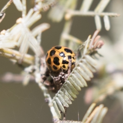 Harmonia conformis (Common Spotted Ladybird) at Bruce, ACT - 4 Sep 2018 by AlisonMilton