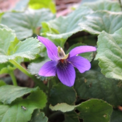 Viola odorata (Sweet Violet, Common Violet) at Gordon, ACT - 3 May 2015 by michaelb