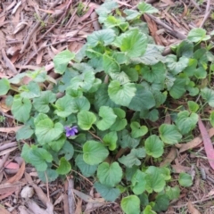 Viola odorata at Gordon, ACT - 3 May 2015 06:02 PM