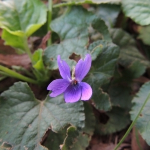 Viola odorata at Gordon, ACT - 3 May 2015