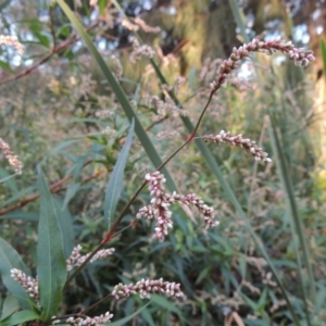 Persicaria lapathifolia at Gordon, ACT - 3 May 2015 06:00 PM