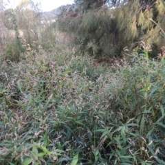 Persicaria lapathifolia at Gordon, ACT - 3 May 2015