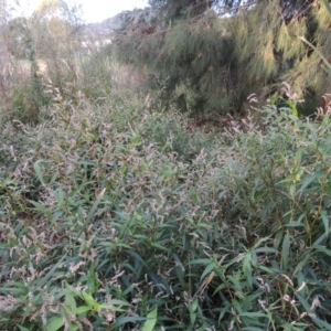 Persicaria lapathifolia at Gordon, ACT - 3 May 2015 06:00 PM