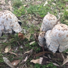 Coprinus comatus (Shaggy Ink Cap) at Watson, ACT - 10 May 2015 by AaronClausen