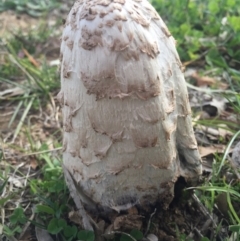 Coprinus comatus at Watson, ACT - 10 May 2015 12:44 PM