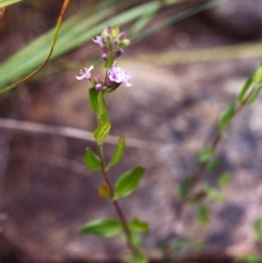 Mentha diemenica (Wild Mint, Slender Mint) at Conder, ACT - 12 Dec 1999 by michaelb