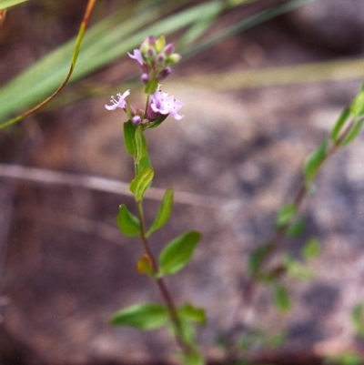 Mentha diemenica (Wild Mint, Slender Mint) at Conder, ACT - 12 Dec 1999 by michaelb