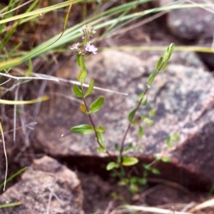 Mentha diemenica at Conder, ACT - 13 Dec 1999