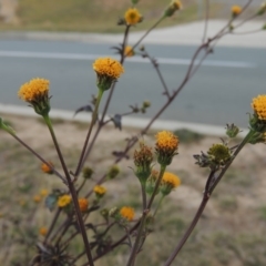 Bidens pilosa (Cobbler's Pegs, Farmer's Friend) at Greenway, ACT - 11 May 2015 by michaelb