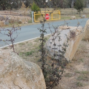 Bidens pilosa at Greenway, ACT - 11 May 2015 05:33 PM