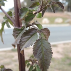 Bidens pilosa at Greenway, ACT - 11 May 2015