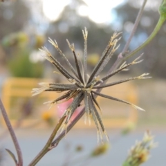 Bidens pilosa at Greenway, ACT - 11 May 2015