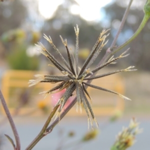 Bidens pilosa at Greenway, ACT - 11 May 2015