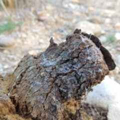 Pisolithus sp. at Greenway, ACT - 11 May 2015