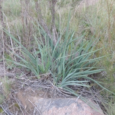 Dianella sp. aff. longifolia (Benambra) (Pale Flax Lily, Blue Flax Lily) at Greenway, ACT - 11 May 2015 by MichaelBedingfield