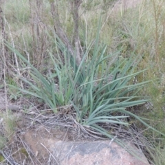 Dianella sp. aff. longifolia (Benambra) (Pale Flax Lily, Blue Flax Lily) at Pine Island to Point Hut - 11 May 2015 by michaelb