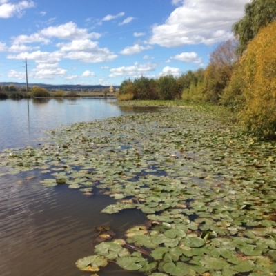 Nymphaea mexicana (Mexican or Banana Waterlily) at Kingston, ACT - 29 Apr 2015 by JoshMulvaney