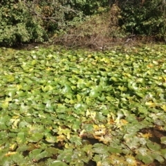 Nymphaea mexicana at Kingston, ACT - 29 Apr 2015