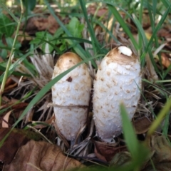 Coprinus comatus (Shaggy Ink Cap) at Jerrabomberra Wetlands - 29 Apr 2015 by JoshMulvaney