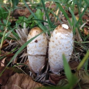 Coprinus comatus at Kingston, ACT - 29 Apr 2015 12:25 PM