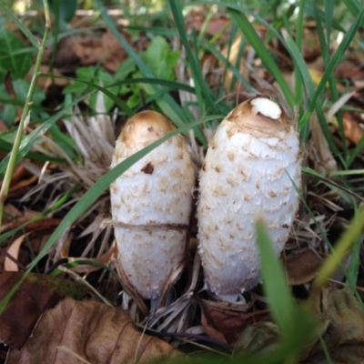 Coprinus comatus (Shaggy Ink Cap) at Kingston, ACT - 29 Apr 2015 by JoshMulvaney