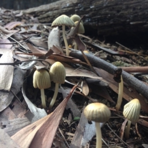 Coprinellus etc. at Fyshwick, ACT - 1 May 2015