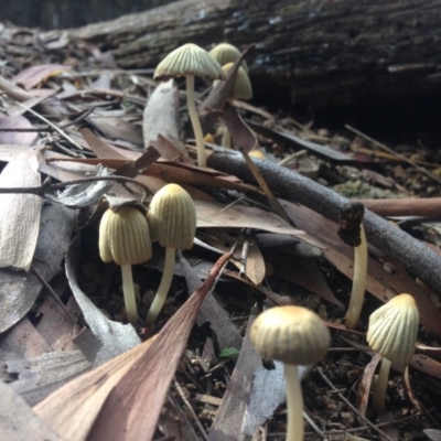 Coprinellus etc. (An Inkcap) at Fyshwick, ACT - 1 May 2015 by JoshMulvaney
