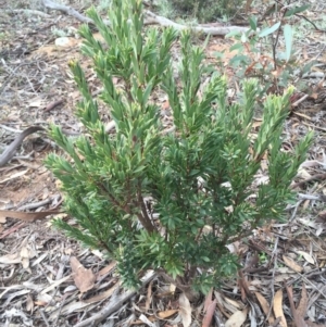 Styphelia triflora at Majura, ACT - 12 May 2015