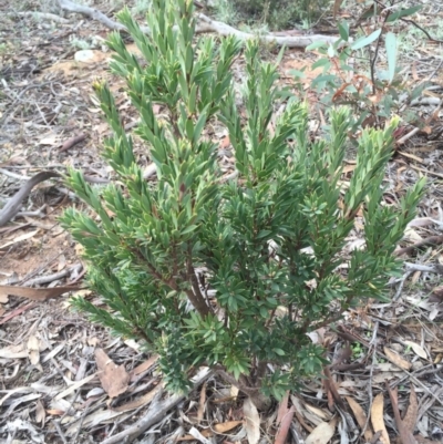 Styphelia triflora (Five-corners) at Majura, ACT - 11 May 2015 by AaronClausen