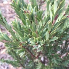 Styphelia triflora at Majura, ACT - 12 May 2015 08:06 AM