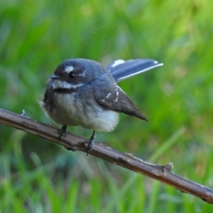 Rhipidura albiscapa at Fyshwick, ACT - 16 Sep 2018