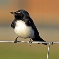 Rhipidura leucophrys (Willie Wagtail) at Fyshwick, ACT - 16 Sep 2018 by RodDeb