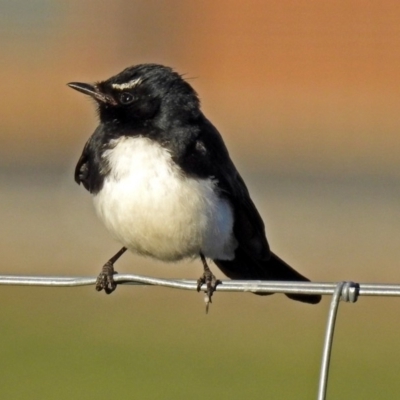 Rhipidura leucophrys (Willie Wagtail) at Fyshwick, ACT - 16 Sep 2018 by RodDeb