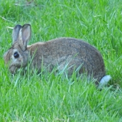 Oryctolagus cuniculus (European Rabbit) at Fyshwick, ACT - 16 Sep 2018 by RodDeb