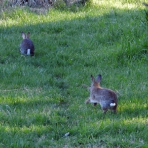 Oryctolagus cuniculus at Fyshwick, ACT - 16 Sep 2018 04:16 PM