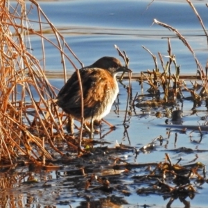 Zapornia pusilla at Fyshwick, ACT - 16 Sep 2018