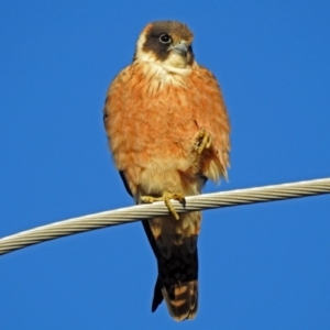 Falco longipennis at Fyshwick, ACT - 16 Sep 2018